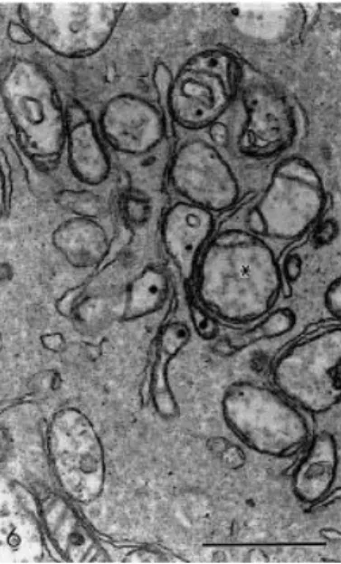 Fig.  6.  Detail  of  oocyte  cytoplasm  showing  mitochondria  closely  associated  with  smooth  endoplasmic  reticulum