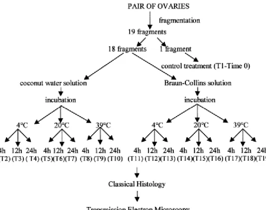 Fig. 1. General experimental protocol for preservation of caprine preantral follicles