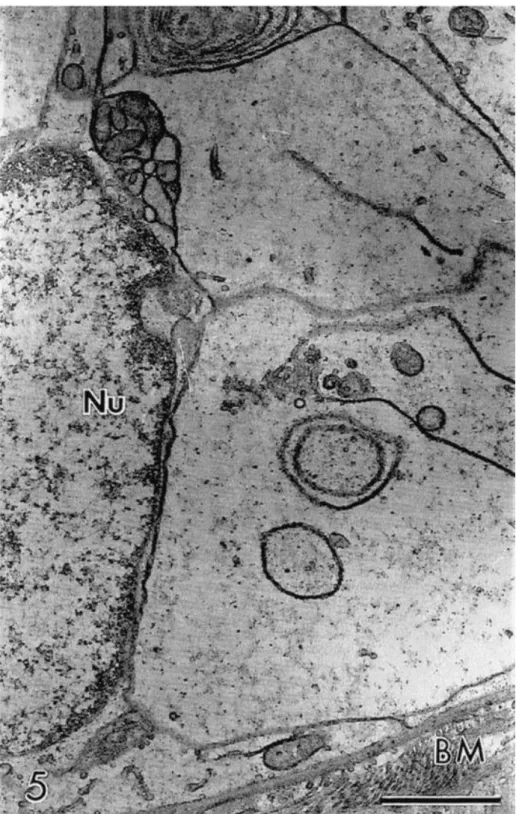 Fig. 5. Detail of a granulosa cell showing low cytoplasmic density. Apparently normal follicle at the semi- semi-thin section preserved in Braun – Collins solution at 20°C for 12 h