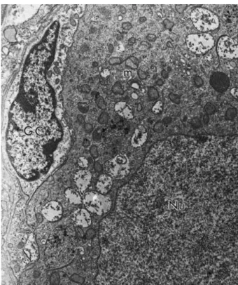 Fig. 10. Electron micrograph of a follicle preserved in TCM 199 at 20 °C for 12 h. GC: granulosa  cells, Nu: oocyte nucleus, m: mitochondria, v: vesicles (4600×)