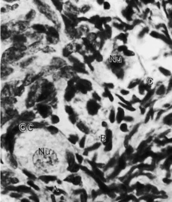 Fig.  2.  Histological  section  of  a  sheep  ovarian  fragment,  showing  normal  (A),  degenerate  Type  1  (B),  degenerate  Type  2  (C)  primordial  follicles