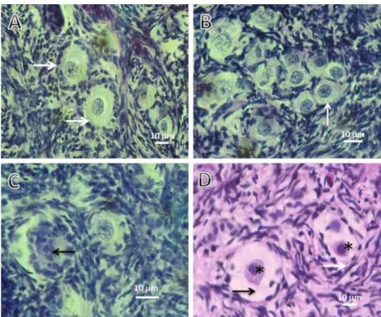 Fig.  1.  Photomicrographs  of  ovarian  cortical  histological  sections  showing  preantral  follicles  before  (A)  and after vitrification (B – D)