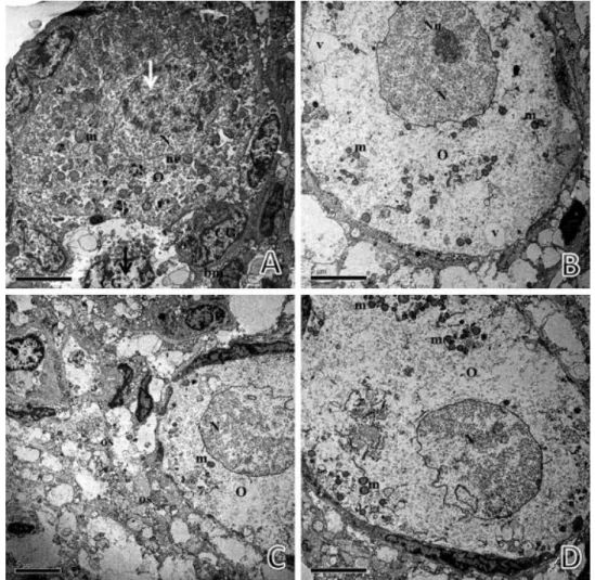 Fig. 4. Electron micrography of sheep preantral follicles in ovarian tissue vitrified in SSV/VS4 (A), CV/VS4  (B – D)  showing  some  signs  of  degeneration