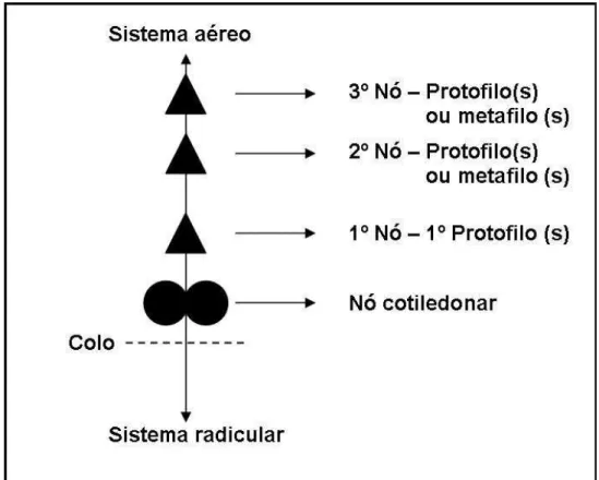 Figura 5. Padrão de análise das plântulas. 
