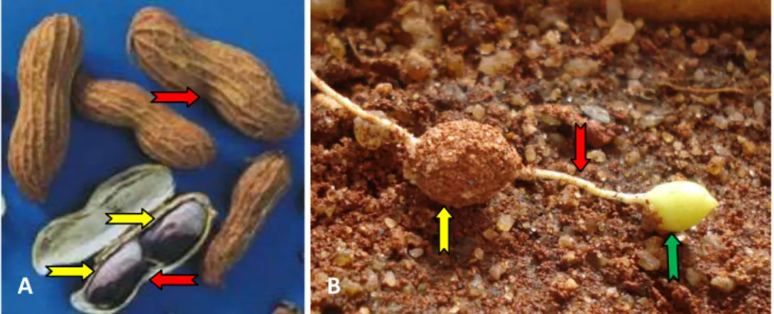 Figura 1. A) Arachis hypogaea, mostrando fruto bisseminado ( ) e com  branda  constrição  ( )