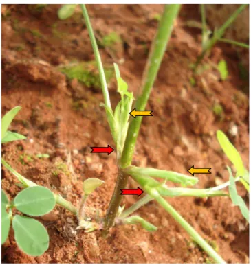 Figura 14. Arachis pintoi (V 5895) com ramos ortogonais  ( ) na axila do primeiro par de folhas ( )