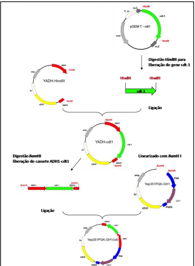 Figura  19.  Representação  esquemática  da  estratégia  utilizada  para  construção  do vetor YEp351PGK-GH1/cdt1