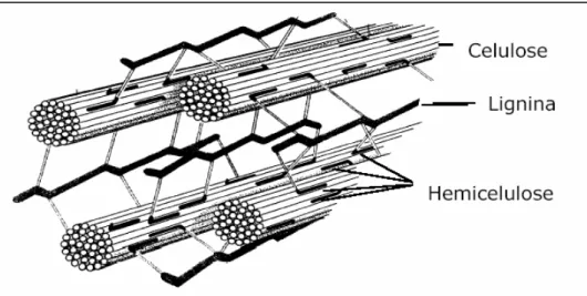 Figura 1. Polímeros constituintes dos materiais lignocelulósicos. Fonte: Pereira Jr.,  (2005)