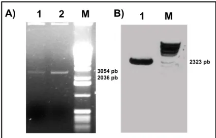 Figura  12.  Amplificação  de  fragmento  de  DNA  relativo  ao  gene  bgl1  de  S. 
