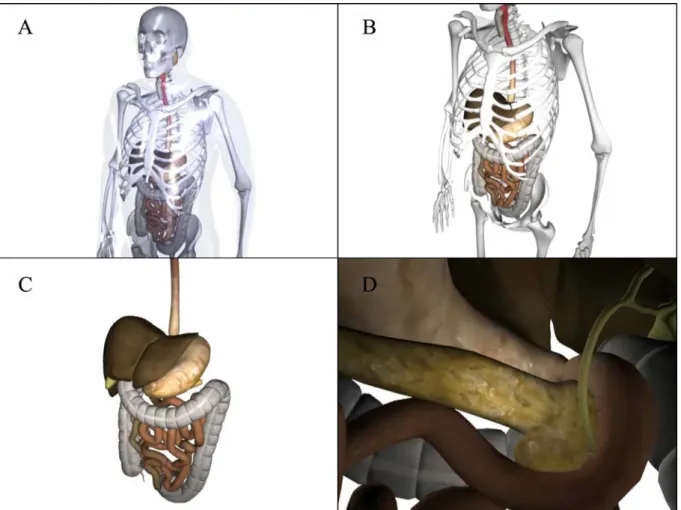 Figura 8. Sequência de imagens de vídeo do pâncreas. (A) Ponto de início das animações