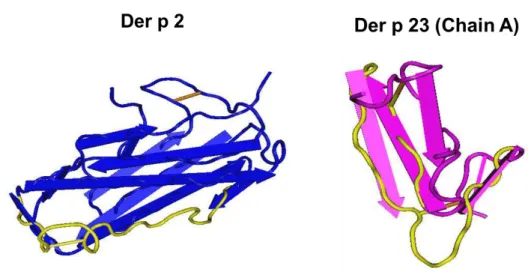 Figura 1. Estrutura das moléculas de Der p 2 e Der p 23. Diagrama de fita da estrutura da proteína de  Der p 2 (pdb: 1A9V, Azul) (A) e cadeia A de Der p 23  (pdb: 4ZCE, Magenta) (B), os quais mostram as  posições  das  folhas-β  pregueadas  e  duas  ligaçõ