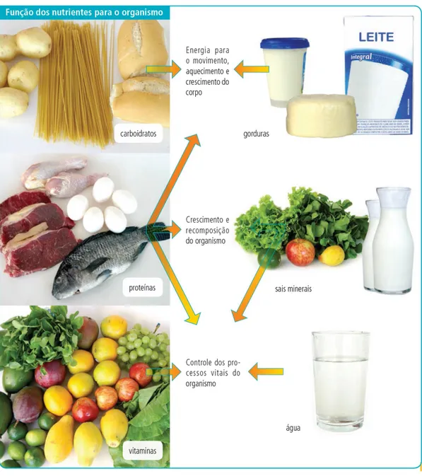 Figura 4: Representação da função dos nutrientes para o organismo humano. 