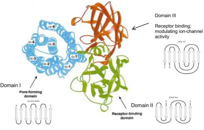 Figura 9: Estrutura tridimensional de uma proteína da família 3D-Cry. O domínio I é um agregado  de sete  α -hélices organizadas na topologia &#34;up and down&#34;