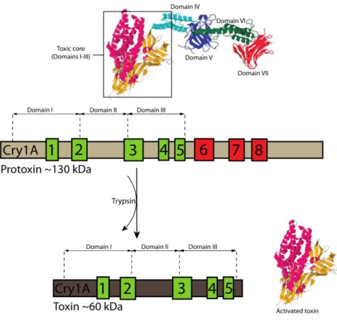 Figura 13: Ativação da protoxina em uma proteína ativa. Destacado em verde estão os cinco blocos  conservados  distribuídos  entre  os  três  domínios