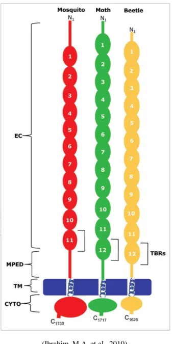 Figura 18: Ilustração da estrutura de caderinas. A região putativa de ligação às toxinas Cry (TBRs)  são mostradas para uma caderina de díptera (vermelho), lepidóptera (verde) e coleóptera (amarelo)