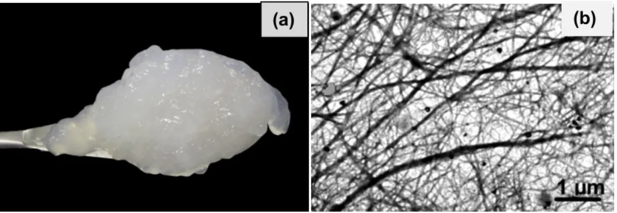 Figura 6  –  a) Gel de nanofibra de celulose de eucalipto em uma concentração de 2% (m/m); 
