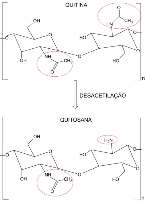 Figura 7  –  Estruturas moleculares dos biopolímeros quitina e quitosana.   OOH OH NH O O CH 3 O O----OHNHOCH3OH----O nQUITINA OOH OH NH O O CH 3 O O----OHNH2OH----O nQUITOSANA Adaptado de DE MESQUITA, 2012