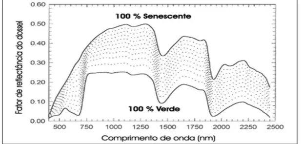 Figura 2-1: Reflectância do dossel da vegetação em vários comprimentos de onda do ponto  verde ao senescente