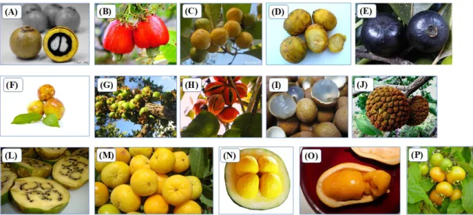 Figura 1. Frutas típicas do cerrado brasileiro. (a) macaúba, (b) caju do cerrado, (c) murici, (d)  cajá-manga, (e) marmelada de cachorro, (f) mangaba, (g) puçá, (h) chichá, (i) pitomba, (j) 