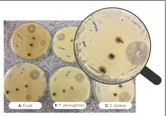 Figura 4. Experimento representativo da atividade antimicrobiana do extrato metanólico das  folhas  de  C