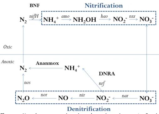 Figure  1.  N cycle processes in oxic and anoxic environments. Special  highlight to nitrification and denitrification