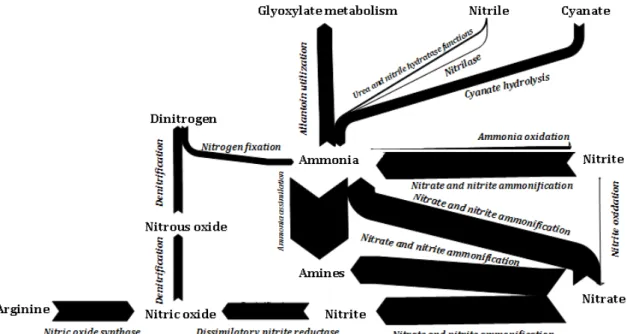 Figure 7. Schematic representation of the N cycle according to the SEED subsystems  annotated genes performed with e!Sankey 2