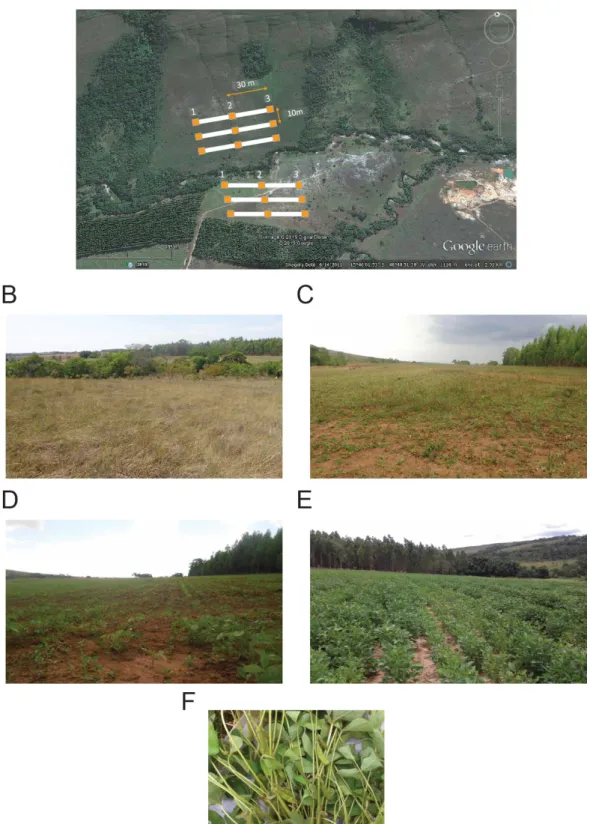Figure 11. Satellite view and photographs of the sample site on the Tabapuã dos Pireneus  Farm