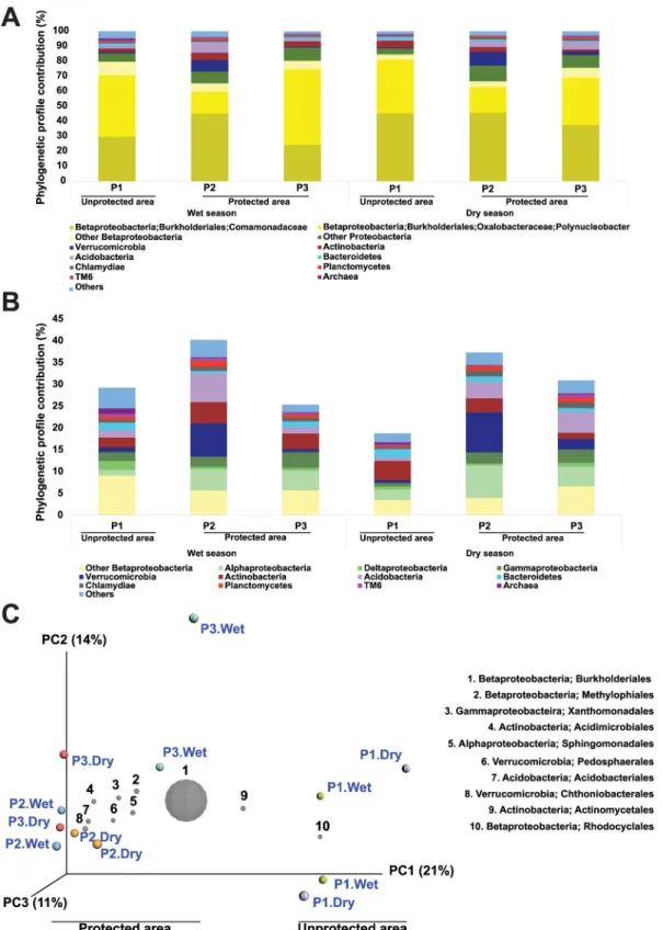 Fig 3. Taxonomic classification based on sequence analysis of 16S rRNA genes detected in Paraguaçú River water samples obtained from three sampling points (P1, unprotected area; P2 and P3, protected area) during both wet and dry seasons