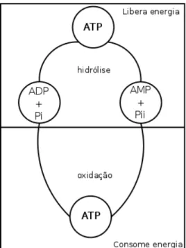 Figura 2.1: Ciclo do ATP [8]