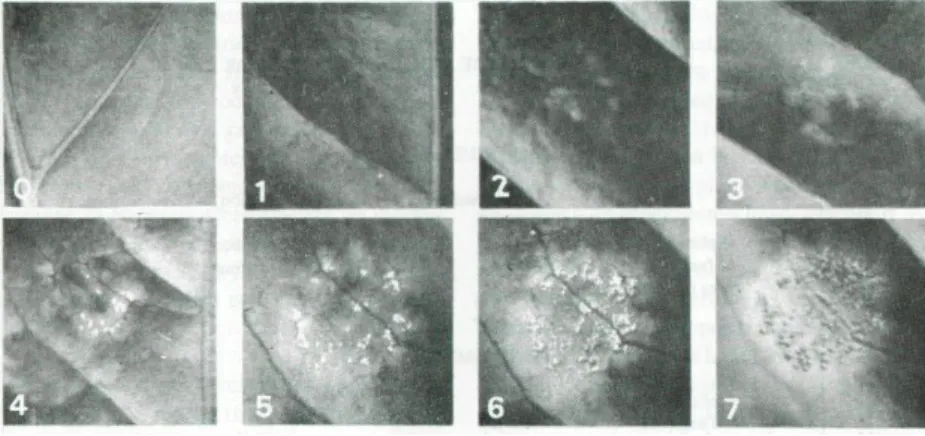 Figura 6. Escala de reações da Hemileia vastatrix Berk. y Br. (Leguizamón, 1983). 