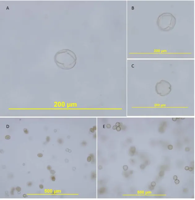 FIGURA 7. Imagens de microscopia de grãos de pólen. A, B, visão equatorial do pólen da flor de tomate, C, visão polar
