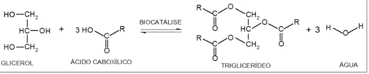 Figura 1. Representação da equação geral da esterificação de um ácido graxo com  glicerol para a formação de um triglicerídeo