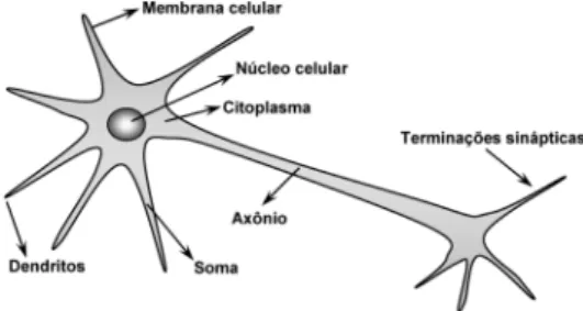 Figura 2.5: Ilustração de um neurônio biológico Fonte: (Silva et al., 2010)