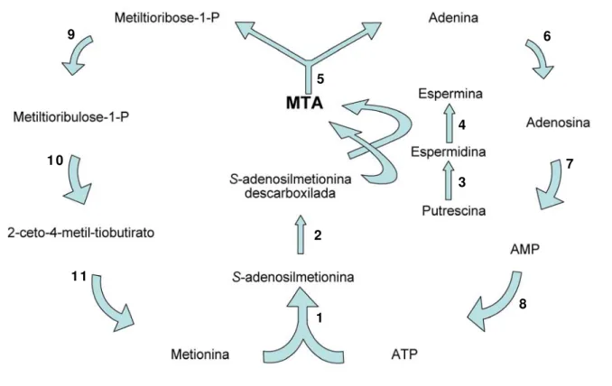 Figura 2. Via metabólica de síntese e metabolismo do nucleosídeo 5’-  metiltioadenosina