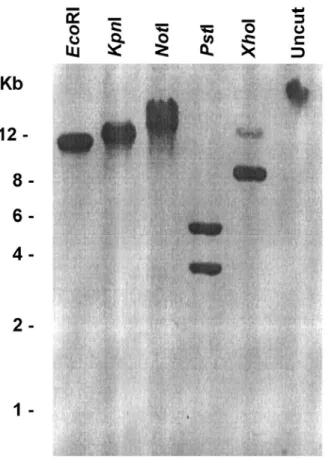 Fig. 2. Tcmtap is a single-copy gene. Southern blot of T. cruzi genomic DNA digested  with EcoRI, KpnI,  NotI, PstI or XhoI was performed using a tcmtaf cDNA probe