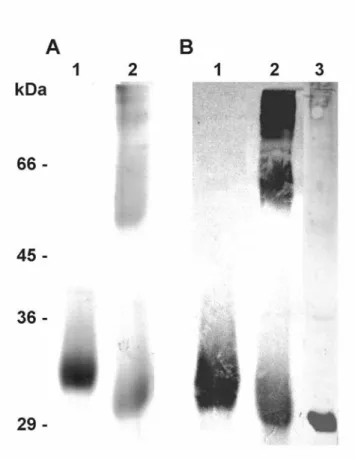 Fig. 4. Recombinant TcMTAP assembles into oligomers. Panel A: SDS-PAGE 10% 