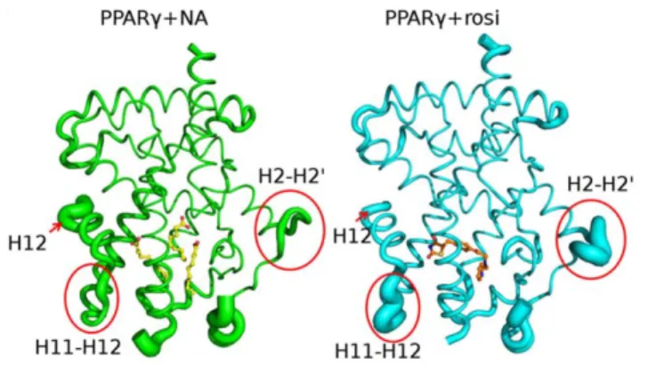 Figure 5. Rosiglitazone and MCFAs stabilize PPARc LBD in distinct ways. Variations in crystallographic B-factors represented as width of the backbone trace in PPARc-NA (left) and PPARc+rosi (right).
