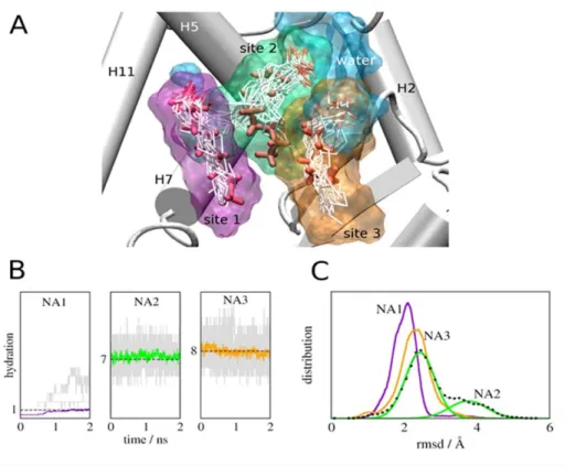 Figure 7. MD Simulations reveal a role for water in PPARc- PPARc-MCFA Interactions. (A) LBP showing superposed configurations of NA (white) observed in the simulations overlaid on native NA positions observed in the X-ray structure (red) and the correspond