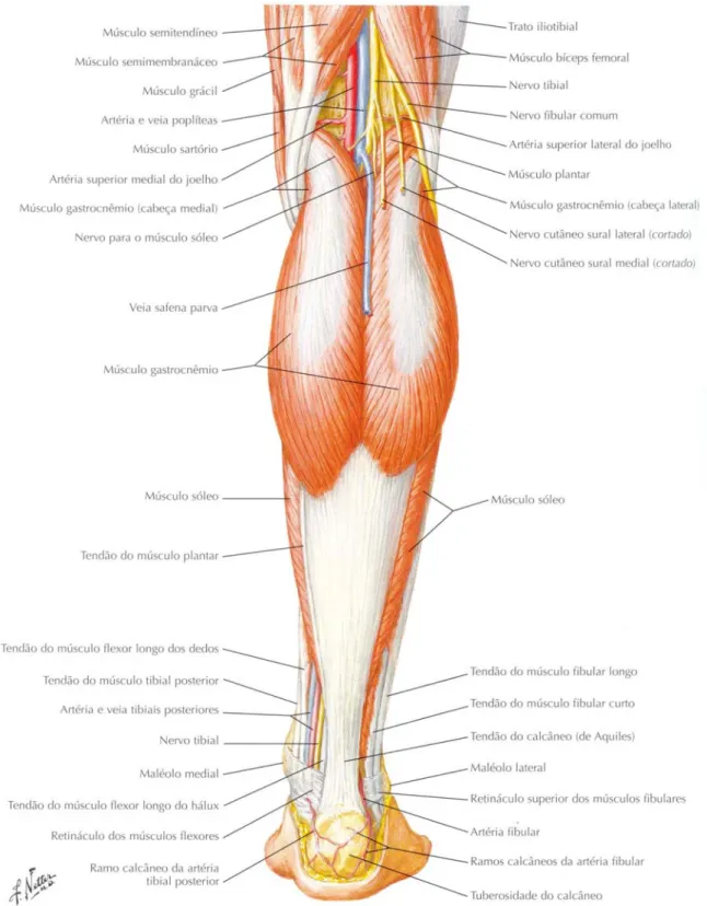 Figura 1 (Reproduzida de NETTER, 2008). Músculos da perna (dissecação superficial): vista posterior