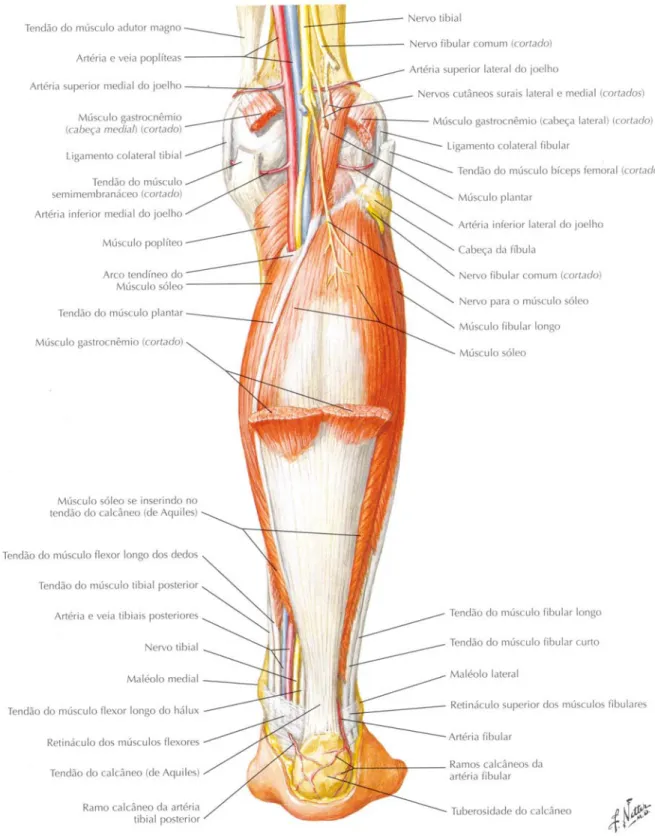 Figura 2 (Reproduzida de NETTER, 2008). Músculos da perna (dissecação média): vista posterior