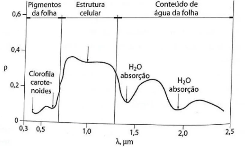 Figura 6:Curva de fator de reflectância direcional-hemisférica típica de uma folha verde 