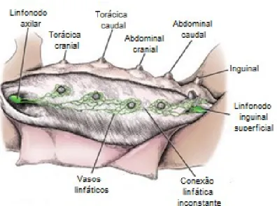 Figura 2: Glândula mamária, topografia e estrutura. 