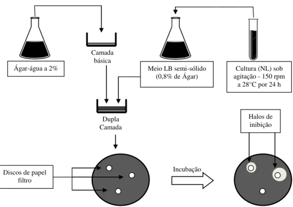 Figura  2.  Procedimento  para  execução  de  antibiogramas  com  discos  de  papel  filtro