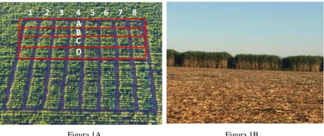 Figura 1. Imagem aérea da área experimental (1A) e vista lateral das parcelas (1B) 