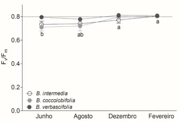 Figura  8.  Rendimento  quântico  potencial  (F v /F m )  de  Byrsonima.  Letras  minúsculas  indicam  as  diferenças  entre  os  meses  nas  análises  de  rendimento  quântico  potencial