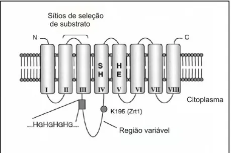 Figura 1: Topologia predita para os transportadores da família Zip. Para os transportadores da família Zip a  topologia predita sugere a presença de oito domínios transmembras (I-VIII)