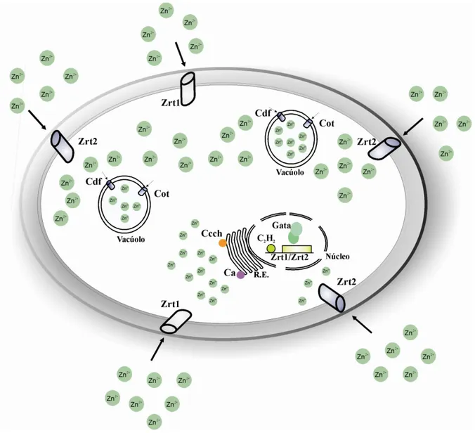 Figura  7:  Possível  via  de  homeostase  de  zinco  utilizada  pelo  fungo  P.  brasiliensis