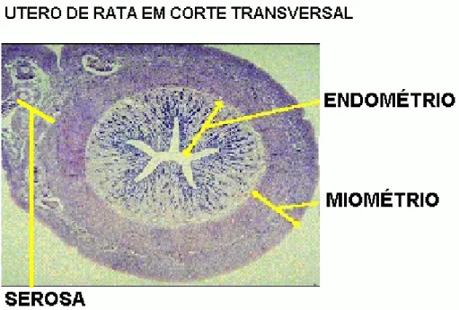 FIGURA 4: Microscopia com coloração em Hematoxicilia e Eosina. Amostra de útero de  rata na fase do Estro corte transversal mostrando as três camadas, serosa, miométrio e  endométrio