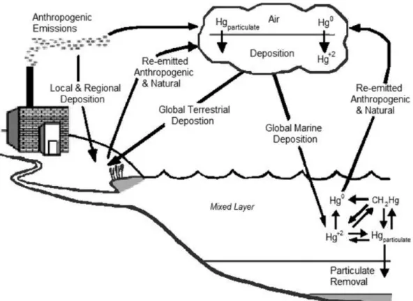 Figura 1. Ciclo de deposição de mercúrio (US-EPA, 2004)  