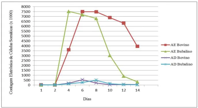 Figura 1 - Efeito da inoculação intramamária de aproximadamente 1000 UFC de  S. aureus (SBP 09/10) na teta  AE e de 5 mL de salina esterilizada 0,85% na teta AD de vacas e búfalas sobre a CECS (mediana) nos  diferentes dias do experimento